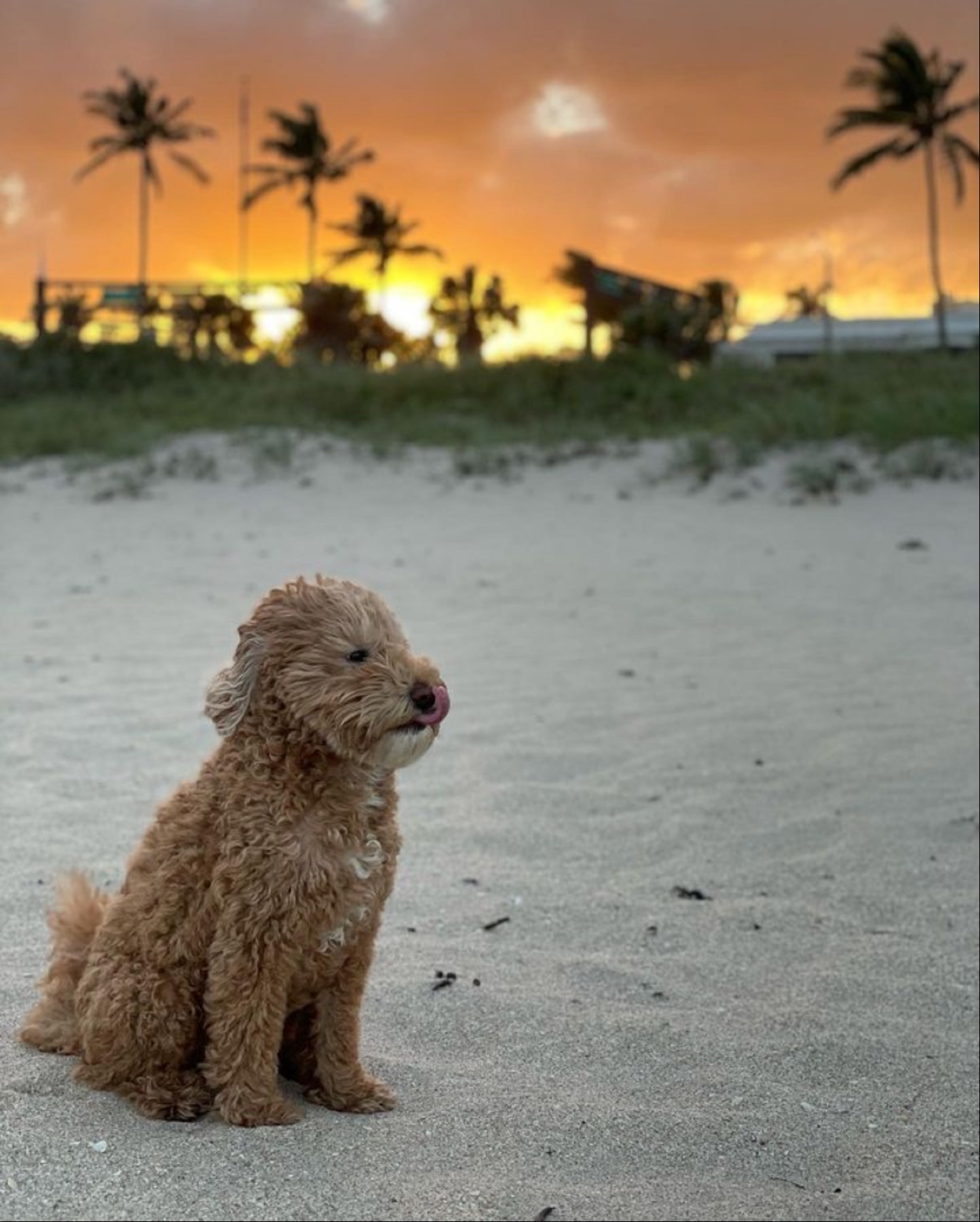 Bodhi sitting upright on the beach at sunset, palm trees silhouetted behind him